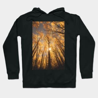 Sunburst Through Autumn Aspen Grove Hoodie